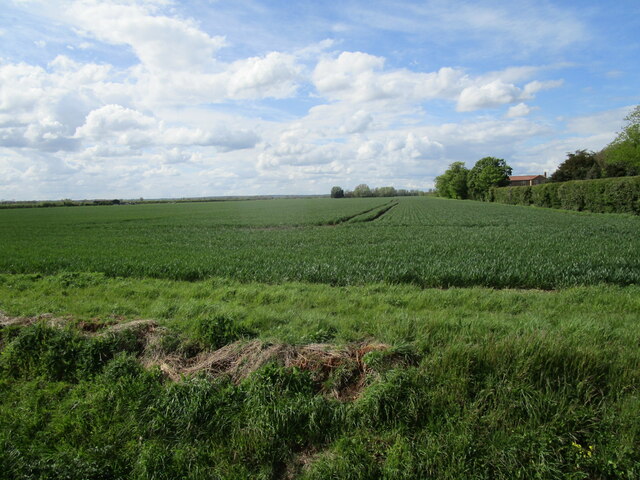 Wheat field next to Baston Fen Farm