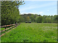 Newbourne: footpath and dandelion clocks