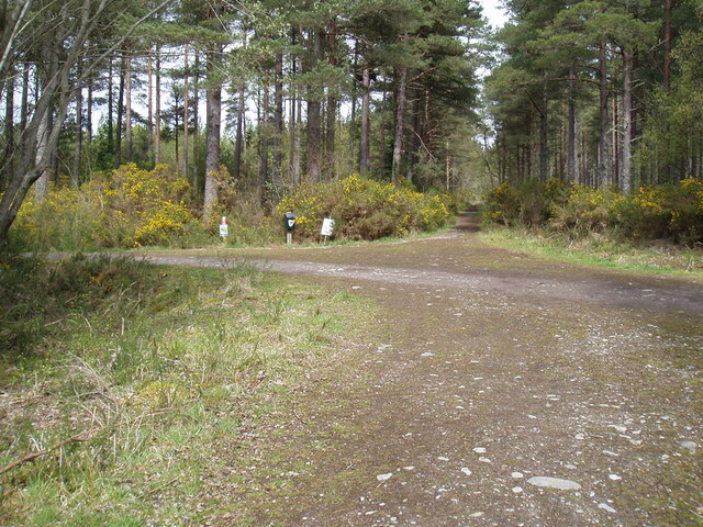 Path junction in Culbokie Wood