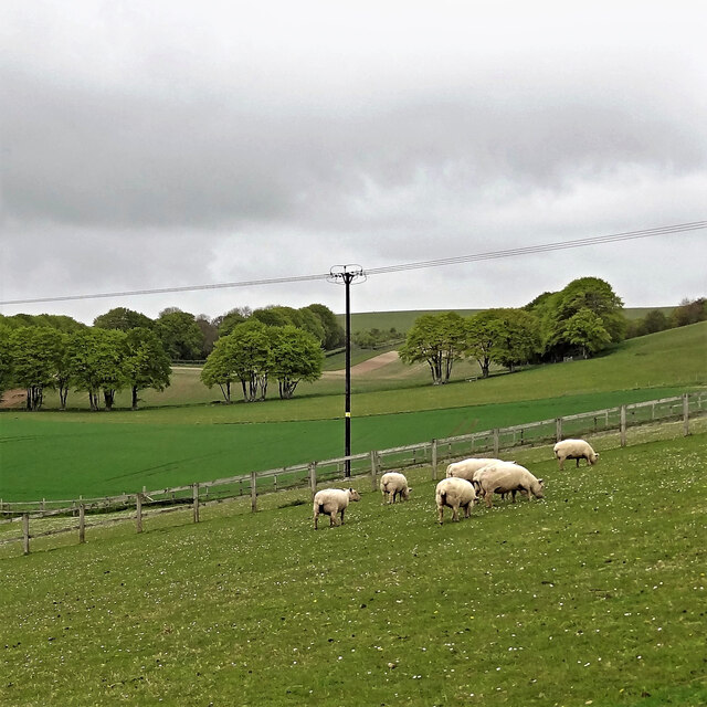 Sheep to the NW of Myrtle Grove Farm