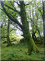 Moss covered trees on the woodland walk to Torosay