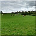 Cows and calves on fresh pasture