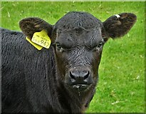 SK0285 : Head of a calf - Piece Farm by Neil Theasby