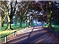 Avenue and drive in Holbrook Park, looking towards Holbrook Lane