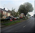 ST3090 : Dominant tree, Rowan Way, Malpas, Newport by Jaggery