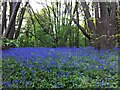 SP3876 : Bluebells in Piles Coppice by A J Paxton