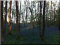 Bluebells at dusk in Brandon Wood