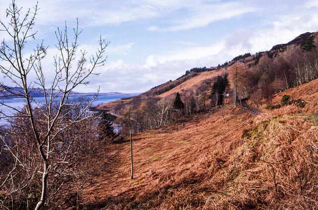Dead bracken on slope above Loch Scridain