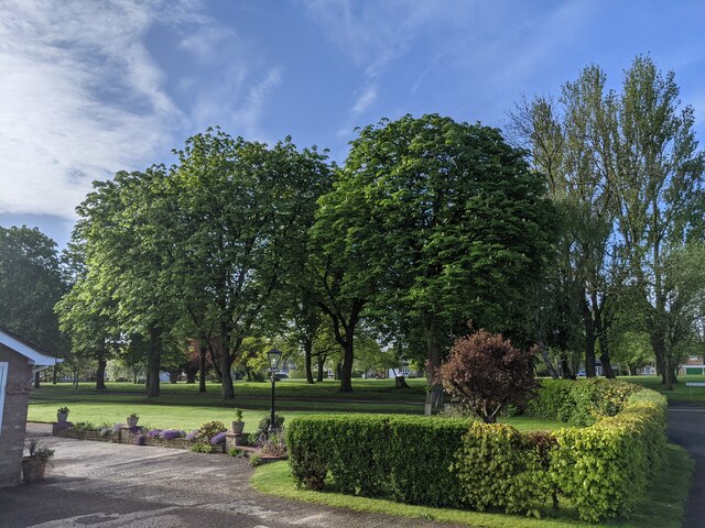 Trees on the green