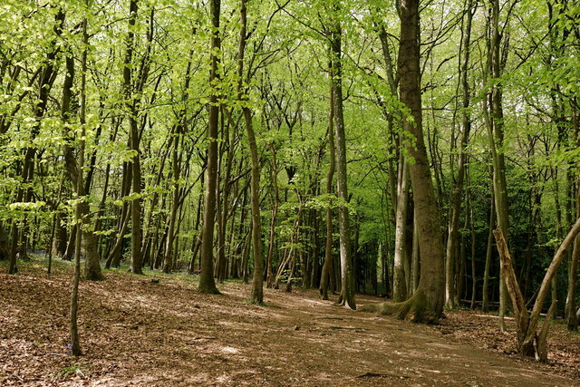 Banstead Wood © Peter Trimming :: Geograph Britain and Ireland