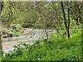 River Roch from the Greenway at Gigg