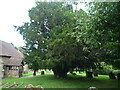 SO6372 : Yew tree at St. George's church (Milson) by Fabian Musto