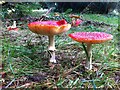 SP2068 : Fly agaric mushrooms, Rowington by A J Paxton