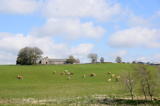 Cows on the slope beside Littlehill Farm...