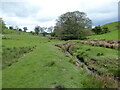 Beside a stream in sheep pasture