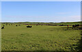 NX3856 : Cattle near Little Torhouse by Billy McCrorie