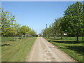 An avenue on Maunditts Park Farm