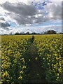 Path through rape field