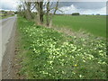 Wild  Primroses  at  the  side  of  minor  country  road