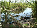 Pond on the path to Little Somerford