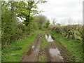 NY4333 : A somewhat muddy enclosed track between fields near to Johnby by Peter Wood