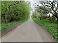 Minor road passing Birkmere Wood