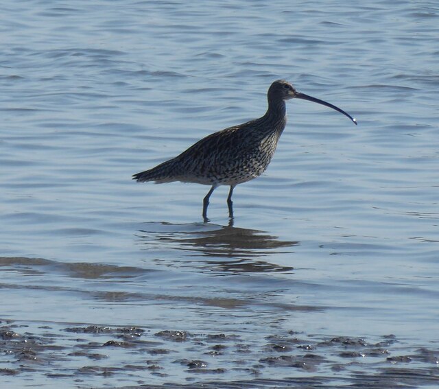 A curlew (Numenius arquata) © Russel Wills cc-by-sa/2.0 :: Geograph ...