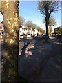 London plane trees, Lythalls Lane, Holbrooks, Coventry