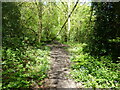 Path in the woods