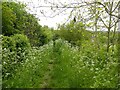 Footpath at Thurgarton