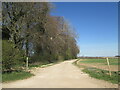 Field  track  alongside  Lings  Plantation