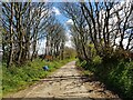 Tree lined road near Caerwen