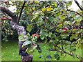 SP2764 : Bismarck apple tree, Hill Close Gardens, Warwick by A J Paxton