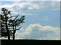 SK6948 : Oak tree and clouds by Alan Murray-Rust