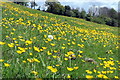 NZ1466 : Buttercups below Heddon Hall by Andrew Curtis