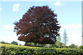 SO3407 : Copper beech tree in field by M J Roscoe