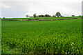 Wheat fields near Woolley