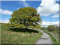 Oak tree in new leaf