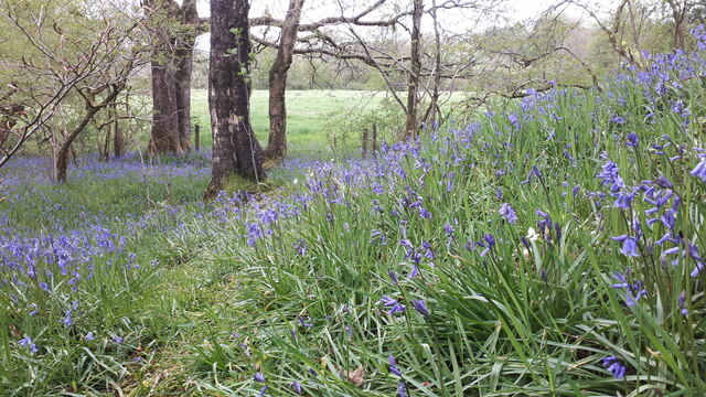 Bluebells in woodland by the River Mint