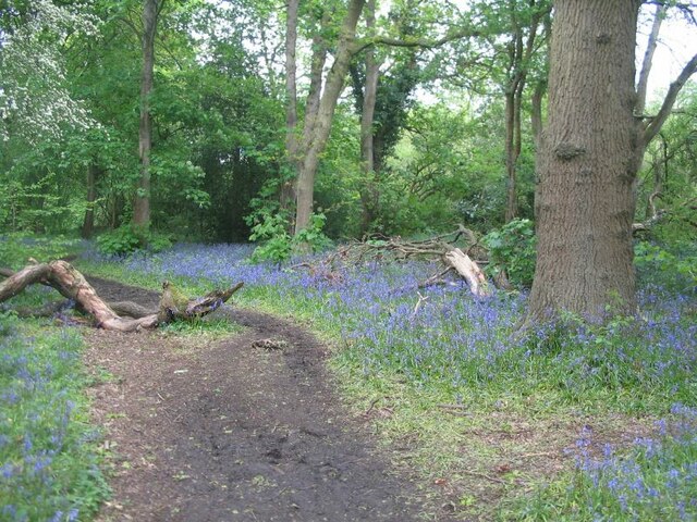 Bluebells in Tocil Wood