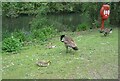 Canada geese, Warwick University campus