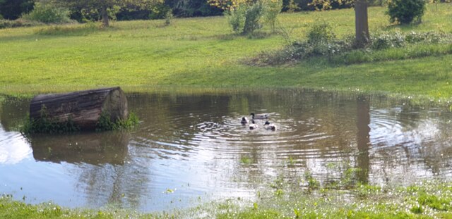 Temporary Pond in Trent Park, Cockfosters
