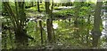 Temporary Pond in Trent Park, Cockfosters