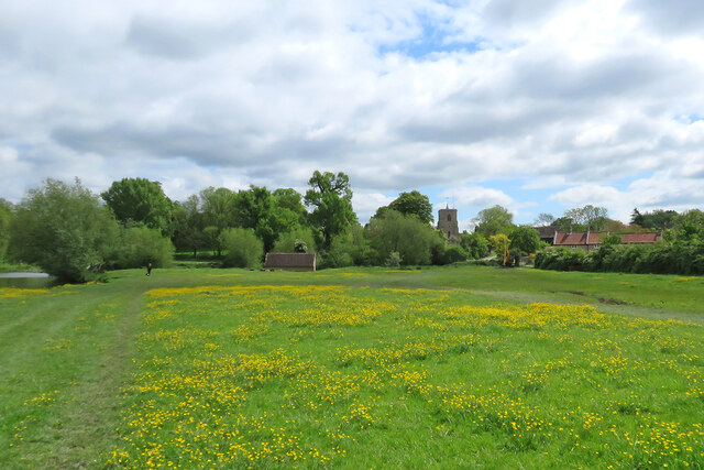 Fen Ditton: buttercups by the river