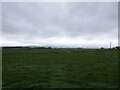 Grassland near Mossbog Cottage