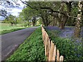 Fence and Bluebells by the road to Old Warden