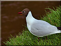 NU2406 : Black-headed Gull on the Bank of the River Coquet by David Dixon