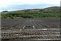 Wet field near Auchmull