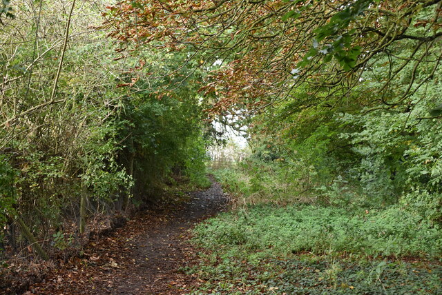 Wooded footpath © N Chadwick :: Geograph Britain and Ireland