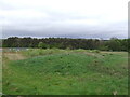 Grazing off the B7083 near Cumnock